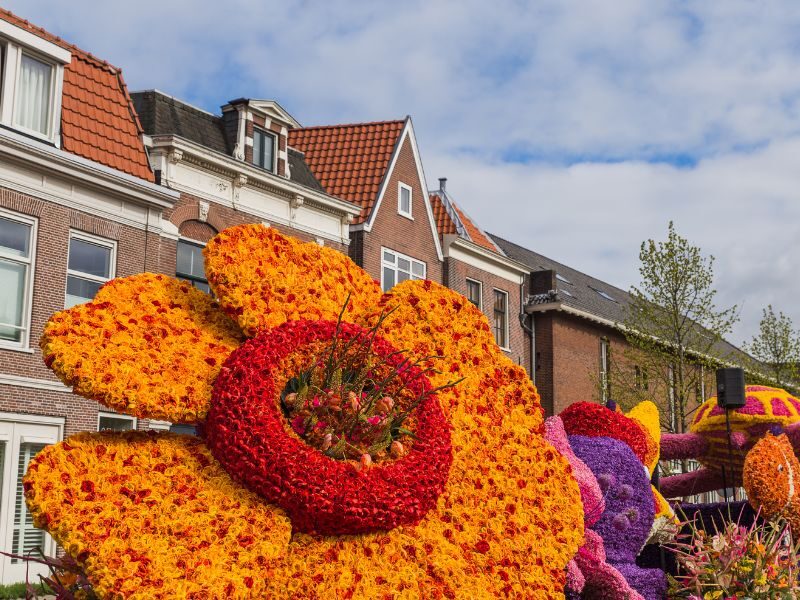 Parada kwiatów w holandii 2